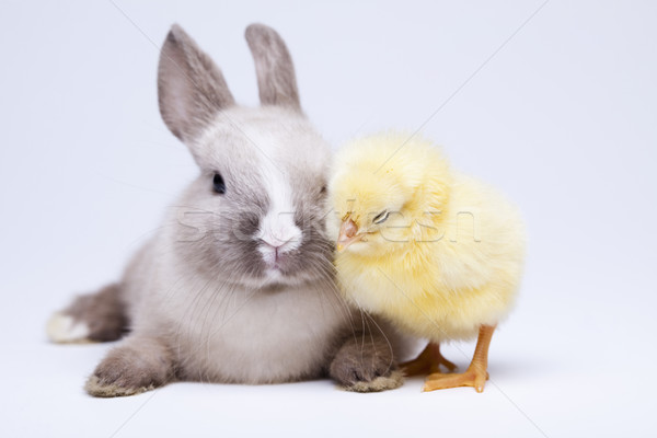 Frohe Ostern bunny Ostern Baby Vogel Huhn Stock foto © JanPietruszka