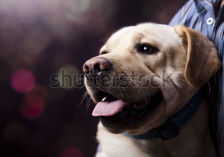 Foto d'archivio: Labrador · retriever · cane · faccia · ritratto · animale · cucciolo