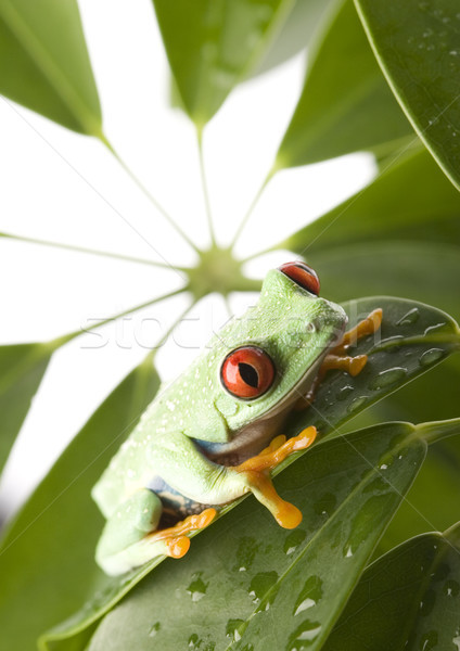 商業照片: 紅色 ·眼·葉· 性質 / red eye tree frog on leaf on