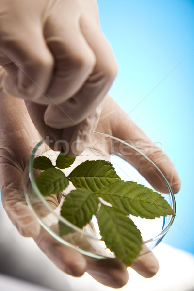 Plant and laboratory  Stock photo © JanPietruszka