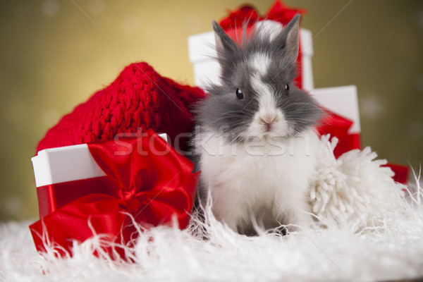 Little bunny,Funny rabbit on Christmas background Stock photo © JanPietruszka