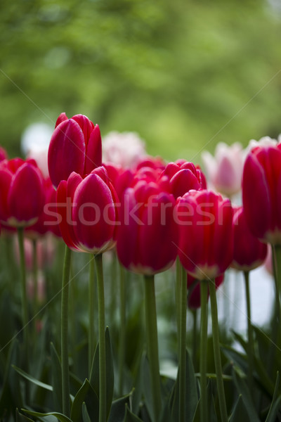 鬱金香 春天 復活節 / multi colored tulips, spring colorful