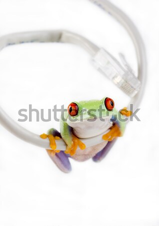 Stock photo: Exotic frog on colorful background
