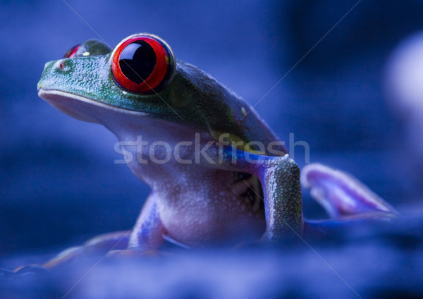 Rot Frosch farbenreich Natur Blatt Stock foto © JanPietruszka