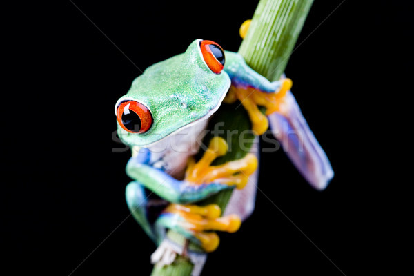 Red eye tree frog on leaf on colorful background Stock photo © JanPietruszka