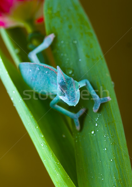 Kameleon heldere levendig exotisch klimaat groene Stockfoto © JanPietruszka