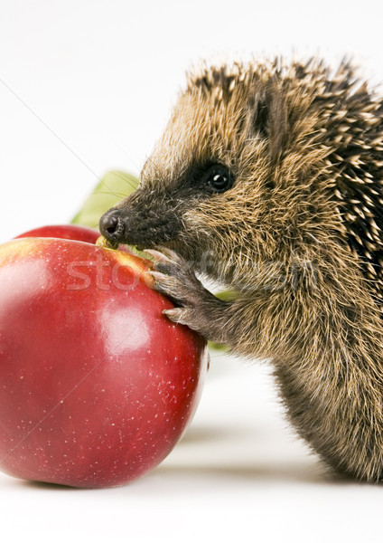 Erizo manzana brillante colorido bebé Foto stock © JanPietruszka