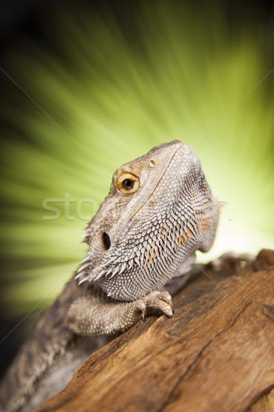 Dragon, Agama Lizard on black mirror background Stock photo © JanPietruszka