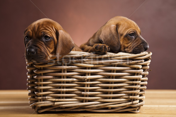 Welpen legen wenig Hund Baby Stock foto © JanPietruszka