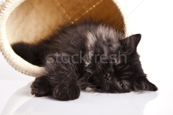 Pisi komik kedi yavrusu göz kediler hayvan Stok fotoğraf © JanPietruszka