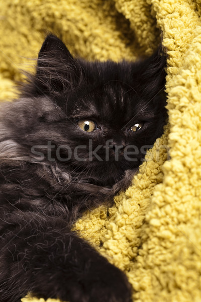 Funny kitten  Stock photo © JanPietruszka