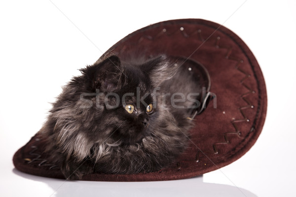 Little kitten Stock photo © JanPietruszka