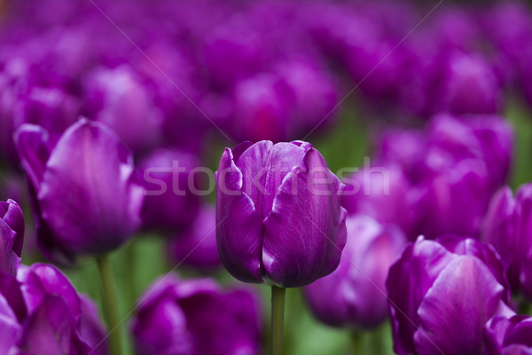 Tulips background, spring colorful vivid theme Stock photo © JanPietruszka