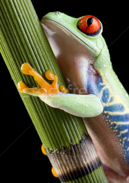 Stock photo: Red eye tree frog on leaf on colorful background