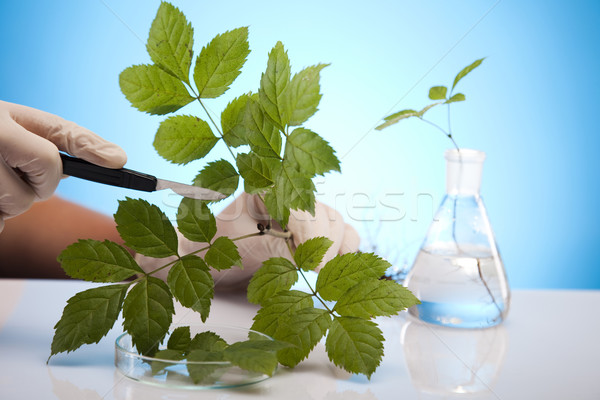 [[stock_photo]]: Plantes · laboratoire · nature · médecine · usine · laboratoire