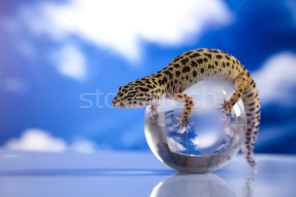 世界中 ヤモリ 眼 徒歩 白 動物 ストックフォト © JanPietruszka