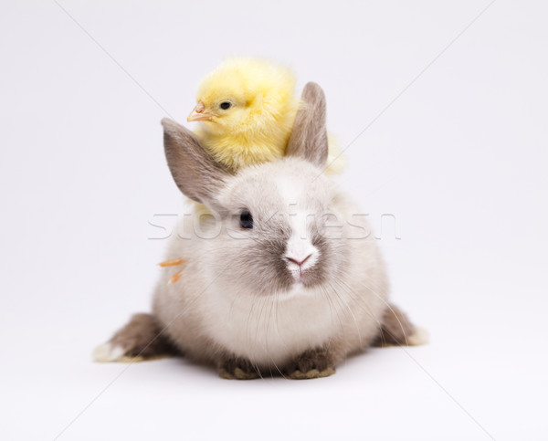 Foto d'archivio: Chick · coniglio · Pasqua · erba · divertente · animale