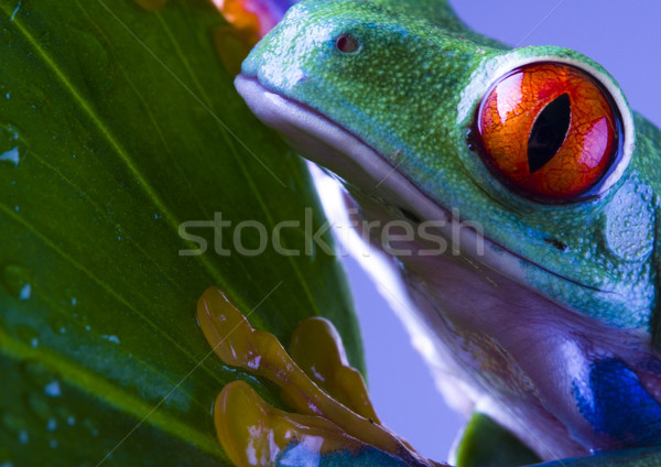 Foto stock: Sapo · selva · colorido · natureza · vermelho · tropical