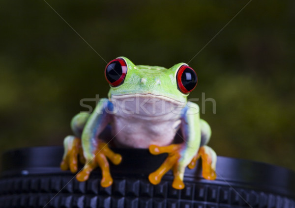 Exotic frog in indonesia, Rhacophorus reinwardtii on colorful ba Stock photo © JanPietruszka