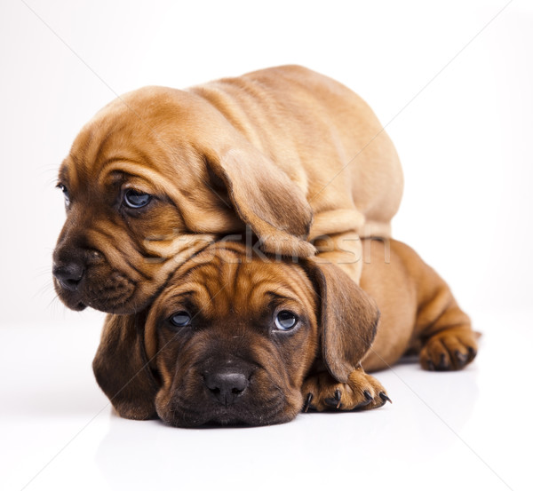 Bebek köpekler küçük köpek genç üzüntü Stok fotoğraf © JanPietruszka