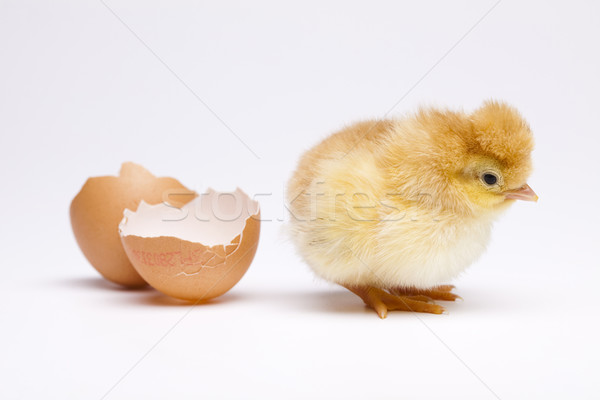 Foto stock: Chick · huevo · Pascua · bebé · aves · pollo