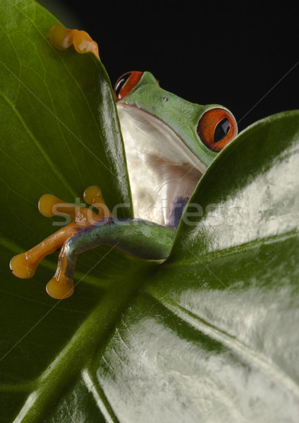 лягушка джунгли красочный природы красный тропические Сток-фото © JanPietruszka