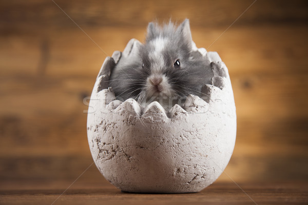 Rabbits with Easter on wooden background Stock photo © JanPietruszka