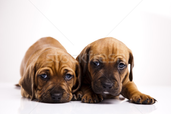 Puppies amstaff,dachshund Stock photo © JanPietruszka