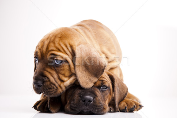 Baba kutyák kicsi kutya fiatal szomorúság Stock fotó © JanPietruszka