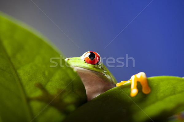 Red eye tree frog Stock photo © JanPietruszka