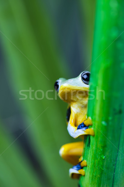  Exotic frog in indonesia, Rhacophorus reinwardtii  Stock photo © JanPietruszka