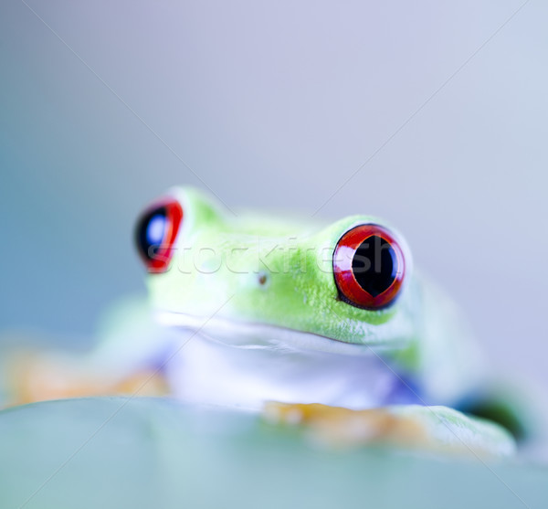 紅色 眼 性質 青蛙 熱帶 商業照片 © JanPietruszka