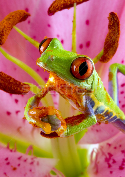 Red eyed frog green tree on colorful background Stock photo © JanPietruszka