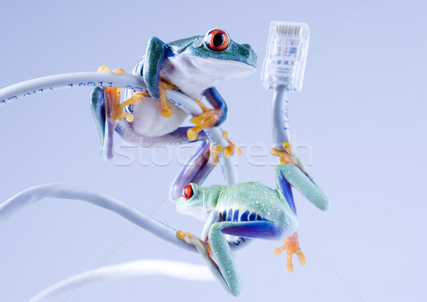 Exotic frog on colorful background Stock photo © JanPietruszka