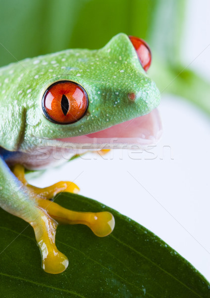 Foto stock: Sapo · selva · colorido · natureza · vermelho · tropical