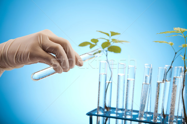 Stock photo: Plant and laboratory 