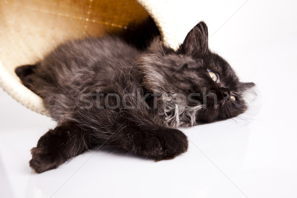 Foto stock: Sonolento · gato · engraçado · gatinho · olho · gatos