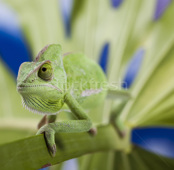 Camaleão atravessar fundo retrato animais engraçado Foto stock © JanPietruszka