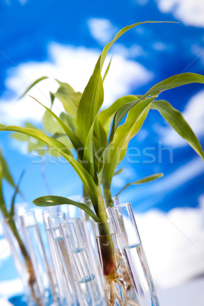 Biotecnologia químico laboratório artigos de vidro bio orgânico Foto stock © JanPietruszka