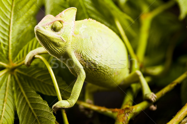 Camaleón brillante exótico clima bebé Foto stock © JanPietruszka