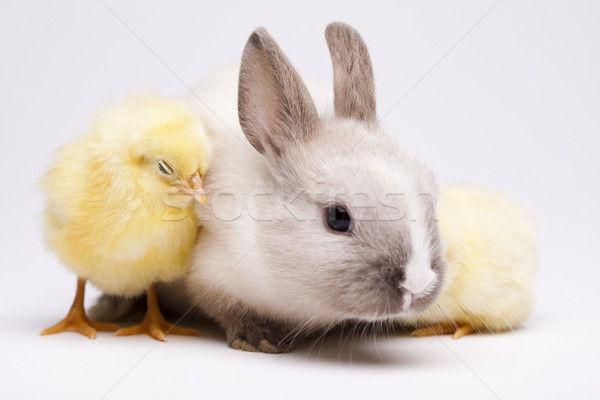 Stok fotoğraf: Iyi · paskalyalar · tavşan · Paskalya · bebek · kuş · tavuk