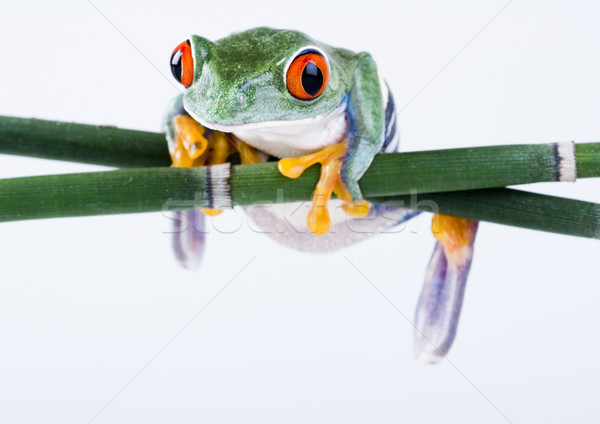 Red eyed frog green tree on colorful background Stock photo © JanPietruszka