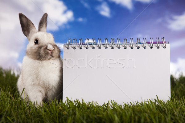 Copyspace blank paper and bunny Stock photo © JanPietruszka