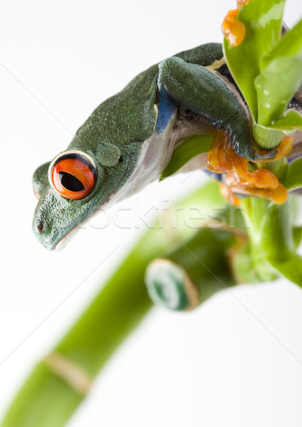 Red eye tree frog on colorful background Stock photo © JanPietruszka