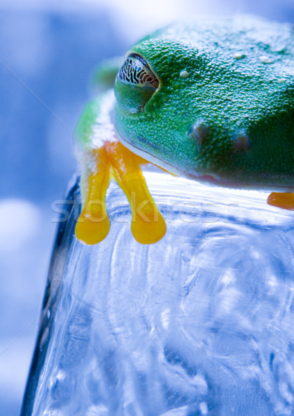 Exotic frog in indonesia, Rhacophorus reinwardtii on colorful ba Stock photo © JanPietruszka