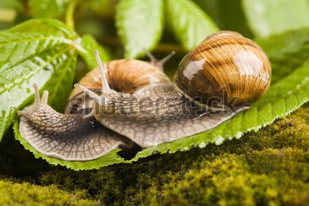 Snail, a slow animal that is covered by a shell Stock photo © JanPietruszka