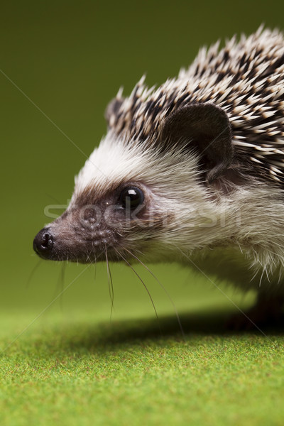 Stock photo: Hedgehog