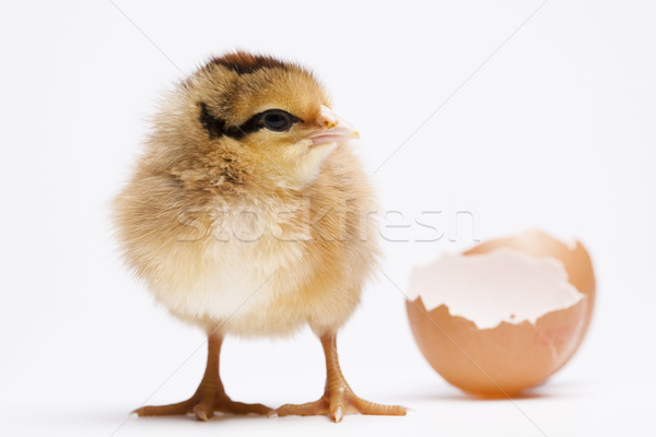 Stock photo: Chick and Egg