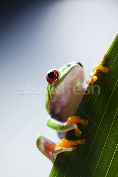 Tree frog Stock photo © JanPietruszka