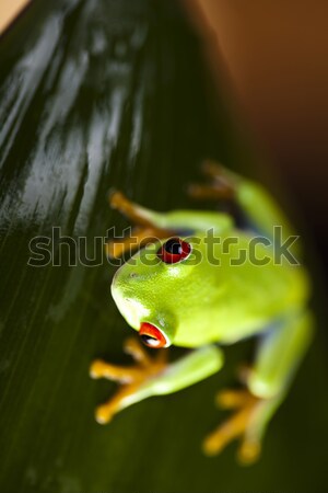 Red eye tree frog Stock photo © JanPietruszka